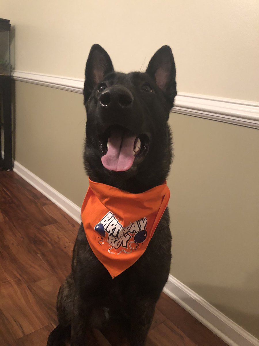 K9 Apart tweet media