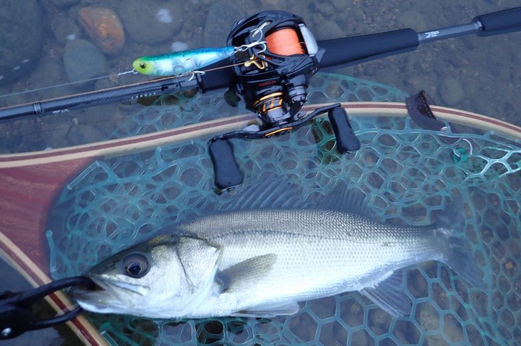 大幅値下げ】 Daiwa ラブラックスLABRAX ags 77LMLB 