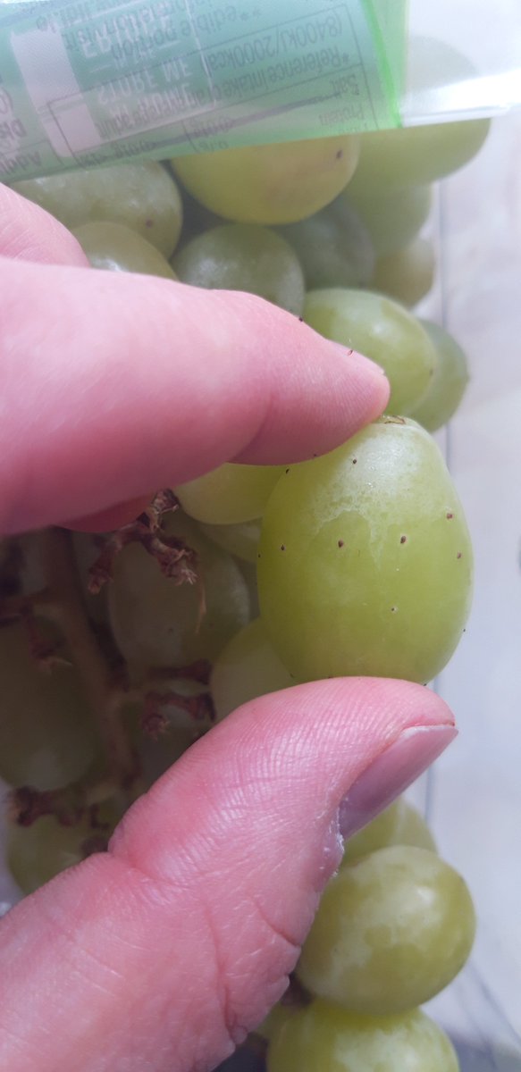 BenHannah15's tweet photo. @LidlGB hi, second batch of Oakland grapes going to be thrown out. Fungus growing on them the same as the last batch. ☹ https://t.co/Xv3WcCQLMg