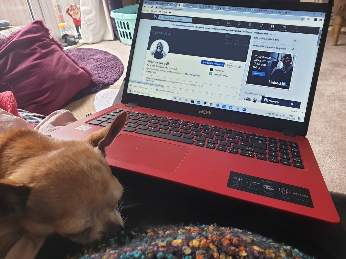 Prue_the_chi's tweet photo. Whilst mom works I sleeps!
#WorkFromHome
#momworksIsleep
#sleepingdog
#letsleepingdogslie
#Helpmewalkagain
#HelpPrue
#gofundme
#fundraising
#chihauhau
#chisoftwitter
#chisofinstagram
#goodgirl
#dogsofinstaworld
#dogsofinstagram
#surgery
#vets
#brairhousevet https://t.co/FhSVYSjgx4
