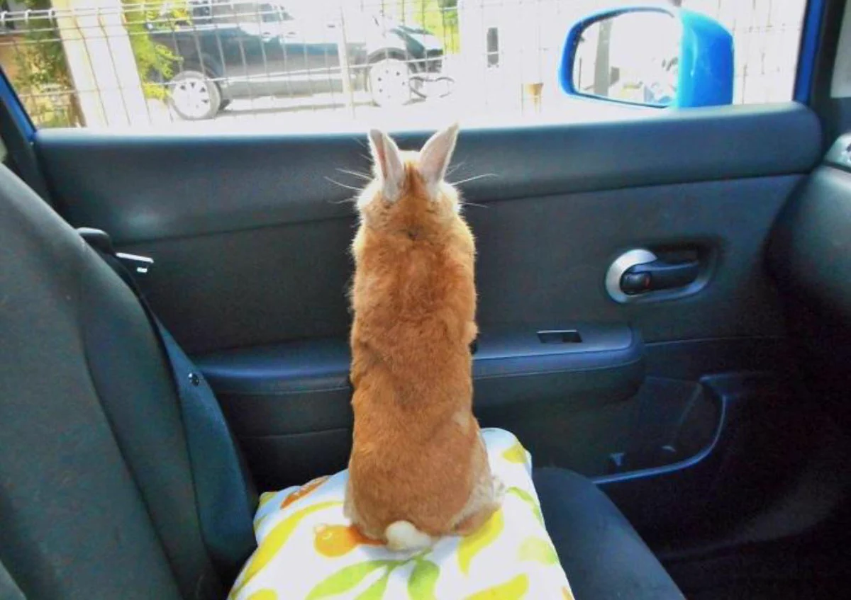 「何も見えない..もういいや」車内でふてくされるウサギが可愛すぎる