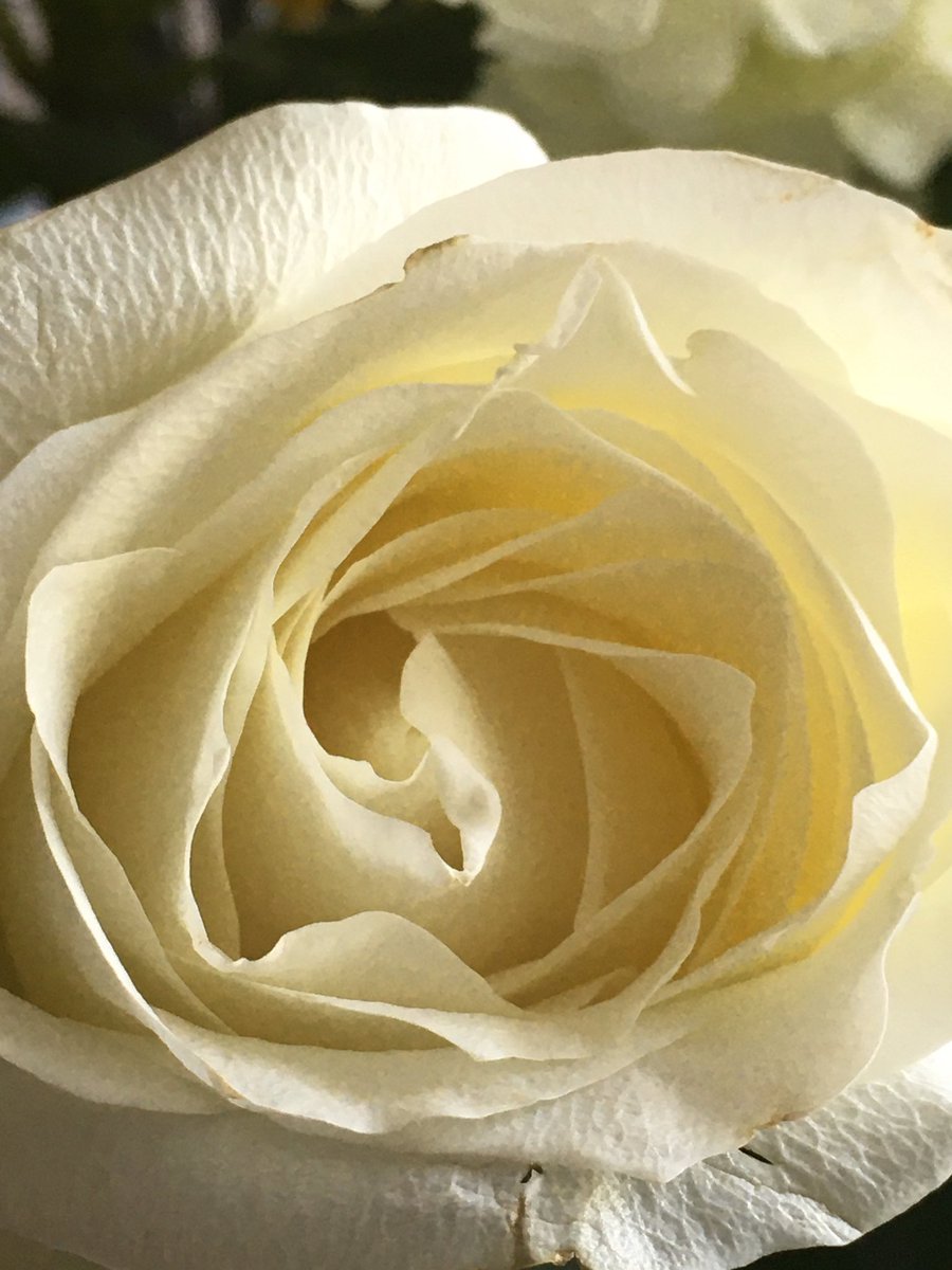 LarkspurComm's tweet photo. #FridayFlowers https://t.co/1TpT8TVdZd