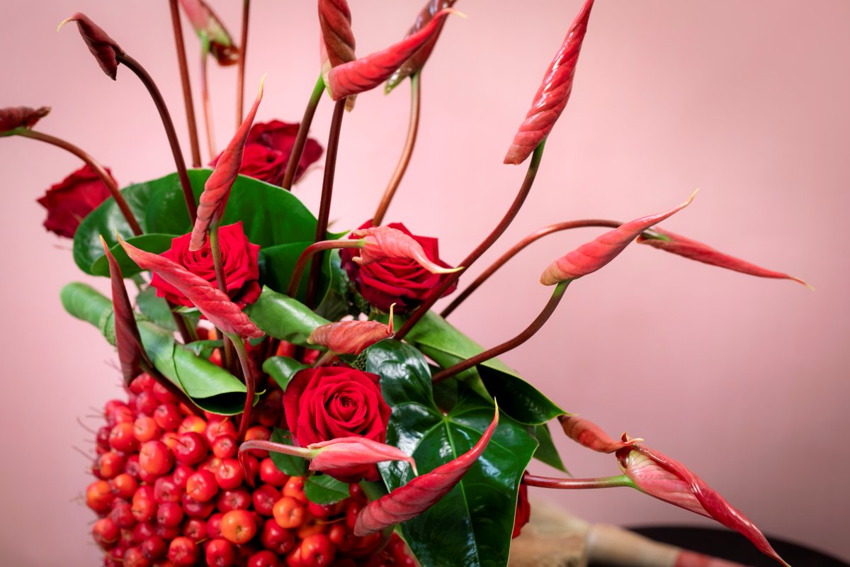 Cantello® Rolls is vanaf vandaag beschikbaar! De Cantello Rolls wordt gemiddeld 2 à 3 weken eerder gesneden dan de reguliere anthurium snijbloem. De bloem gaan niet open in de vaas, maar blijft opgerold gedurende de bloei. #KwekerijAdrichem #webshopAnthogether
