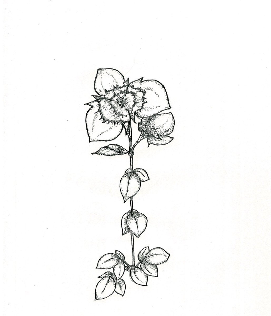 ガセ植物 Yc1eweeeoyc5sne Twitter ガセ植物 Yc1eweeeoyc5sne Twitter