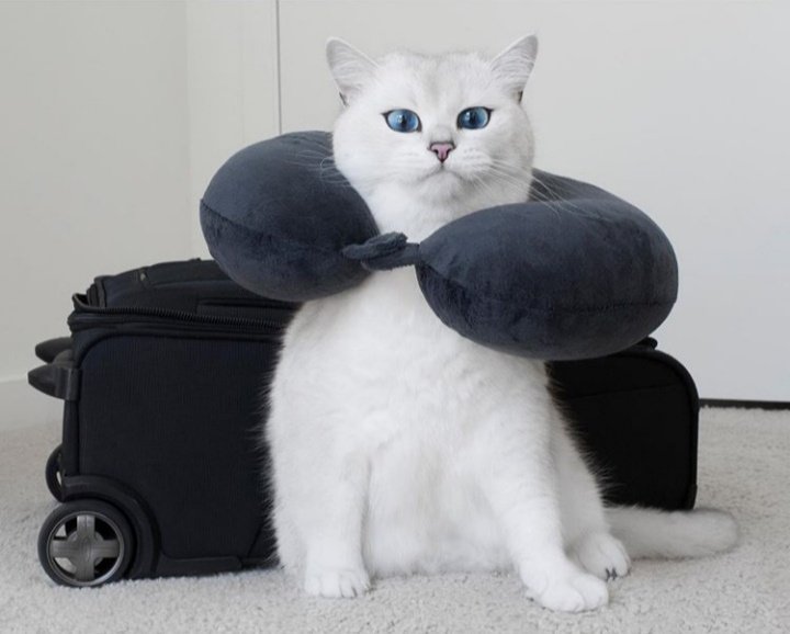 CatCoby's tweet photo. https://t.co/OHgGphCF8o