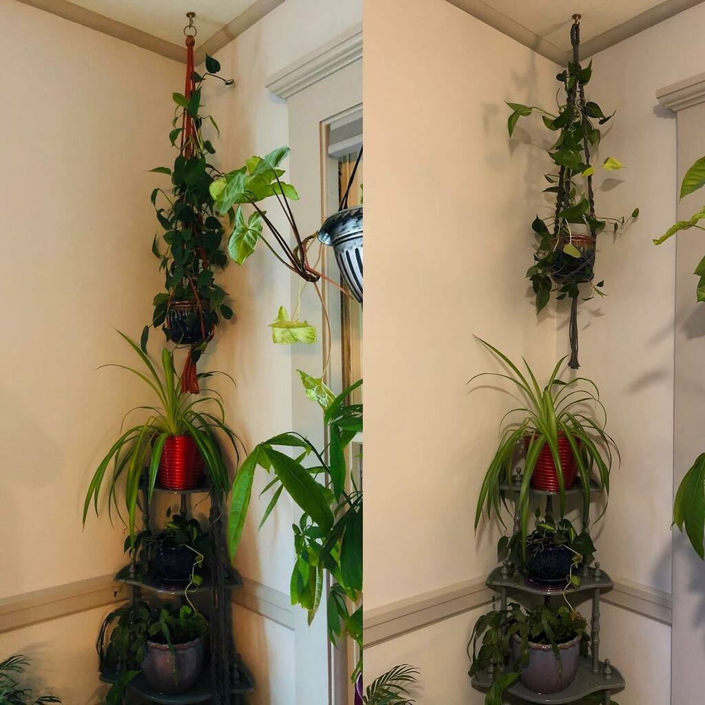 Subtle changes bring it together day by day. The plant hanger on the left is orange and just what I had ‘hanging around’ when I put the plant up. My friend <a href="/jess/">Jessica Verrilli</a>.handstands is now producing COVID inspired macrame plant hangers. I asked for the color whic… instagr.am/p/CBVTYrdAMLw/