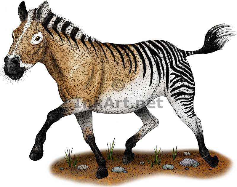 Extinct Animals 🦣🦤 on X: "The American zebra or Hagerman horse was an  equid from North America that lived during the Pliocene epoch. (Credit:  InkArt) https://t.co/QFSnE0ymdl" / X