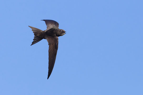 natapp_uk's tweet image. #Swifts are amazing birds. #SwiftMapper is our new project with @Natures_Voice @RSPBScience to help protect them. Here&apos;s our latest quick read blog post about a bird that brings magic to our skies for 3 short months of the year. natural-apptitude.co.uk/swift-mapper/