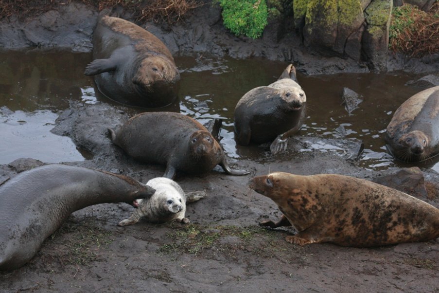 _SMRU_'s tweet image. New today! Linking different reproductive outcomes to consistent individual behaviour patterns determined by a physiological measure (HR) will help understand how individuals contribute to population change. Check it out here -- rdcu.be/b4RIn