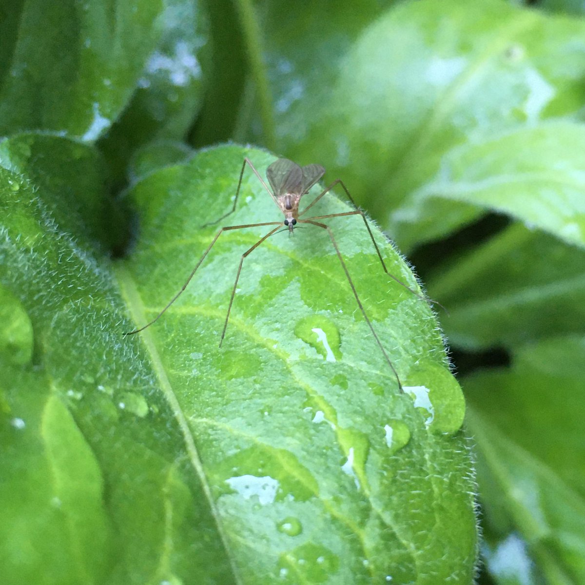 Today is a day of sunshine and showers, of tiny eyes and really long legs ... #30DaysWild