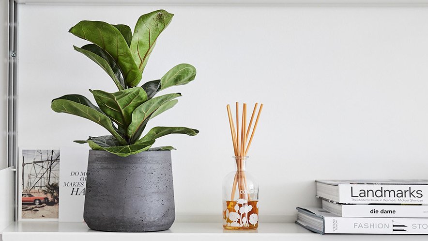 As we continue to spend more time at home, we asked the experts at <a href="/patch_plants/">Patch</a> what the best plants are for perking up your at-home desk set up. 🌿🌿🌿bit.ly/2Ys9sjX #workingfromhome #WFH