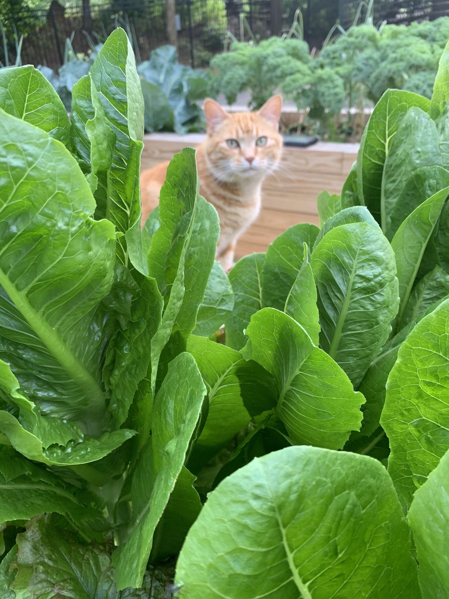 The_Schiele's tweet photo. Itβs a beautiful day to visit #TheFarm ! Be inspired by the lush garden & the entertaining farm animals. You might even see the elusive βFarm Catβ!
Outdoor exhibits open from 10 AM - 4 PM. Programs at 10:30 AM & 2:30 PM.
#GastonCountyFarmBureau #SchieleMuseum https://t.co/q9zSXOPjs5