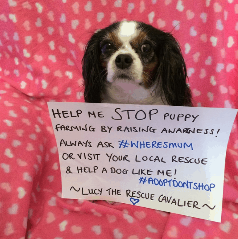 marcthevet tweet picture