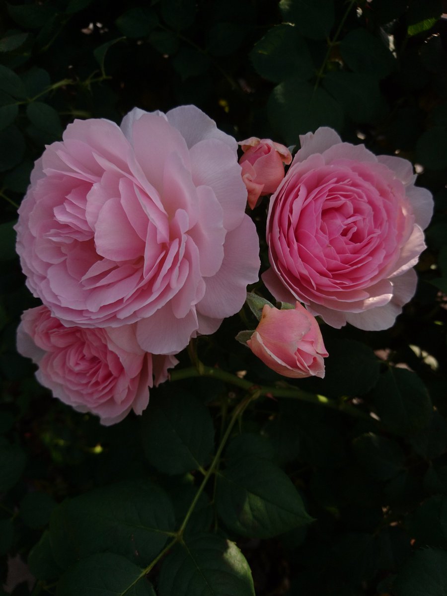ふらわーらびっと Flower Twitter ふらわーらびっと Flower Twitter