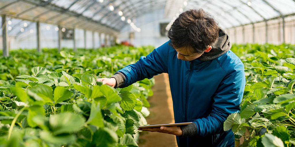 The Crop-Scanner App is ready to increase your scouting efficiency from 25th of May! The Crop-Scanner App is available in Belgium, France, The Netherlands and The UK. Other countries will follow soon. Download now! bit.ly/2zq0J9s #cropscanner #scoutingtool #biobest