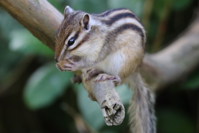 シマリス の評価や評判 感想など みんなの反応を1時間ごとにまとめて紹介 ついラン