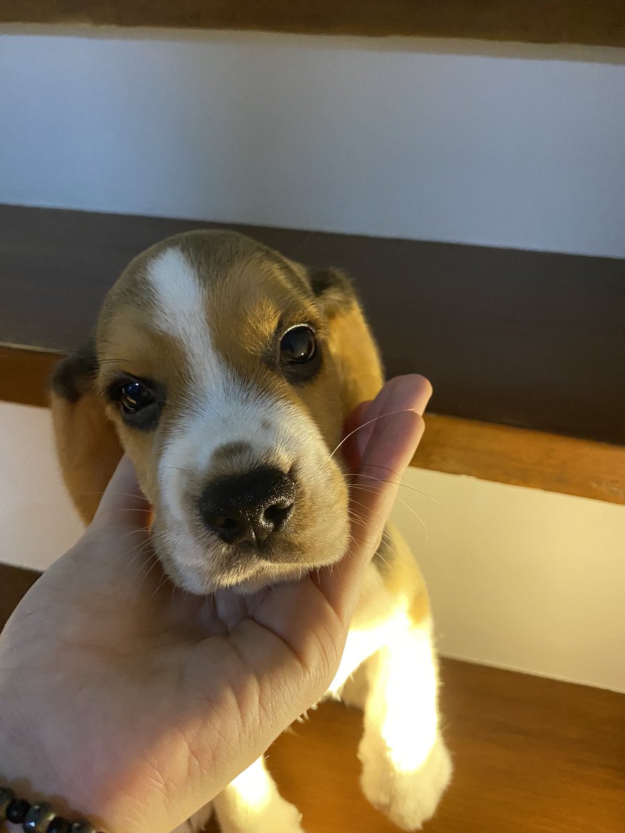 JaMusngi's tweet photo. hi peeps 👋🏻🐶 https://t.co/bKmBzTmSKu
