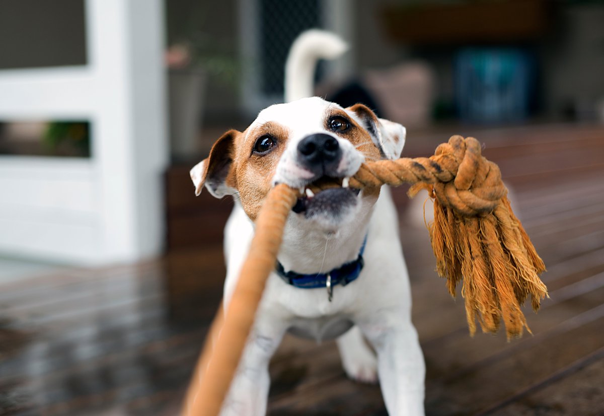 hungrybark tweet media