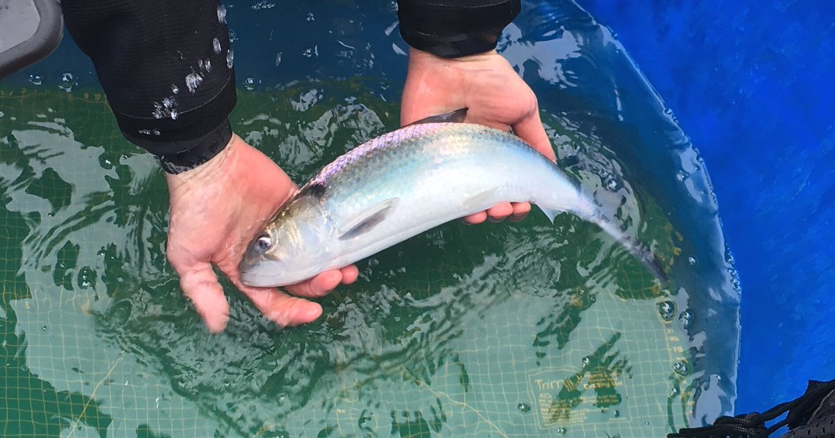 JasonJLeach's tweet photo. Is this the biggest hole ever dug for a fish? Our hole at Diglis could hold 15 Blue whales. Pondering @SevernUnlocked what else could we fit in the 100x8x8 m hole? #fillahole the #Shad will once again return to the upper Severn. @CanalRiverTrust @HeritageFundM_E @EnvAgencyMids https://t.co/Us3jU3wnTD
