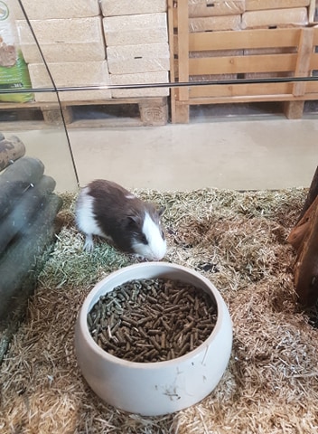 ANIMOTOPIA's tweet photo. Cochons d'Inde poils ras #cochondinde #rongeur #animaux #nac #animaux #animotopia #animalerie #plouigneau #morlaix #Finistere #Bretagne #breizh https://t.co/XFWOjIkYkN
