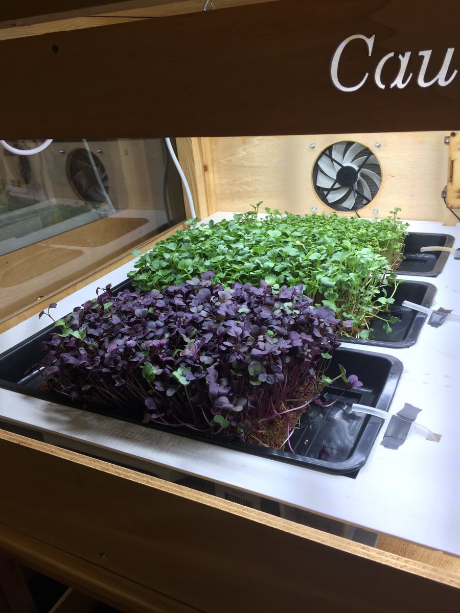 EPFLdurable's tweet photo. Le projet Act for Change LAB, EPFL+@Caulysfarming est en lice pour le Audience Award de Venture ! 

Découvrez-le et soutenez-le avec un click ;) 
>>Vote here: https://t.co/Ura8QdK74f <<

Good luck à l'équipe! https://t.co/wn04Zz0pCb