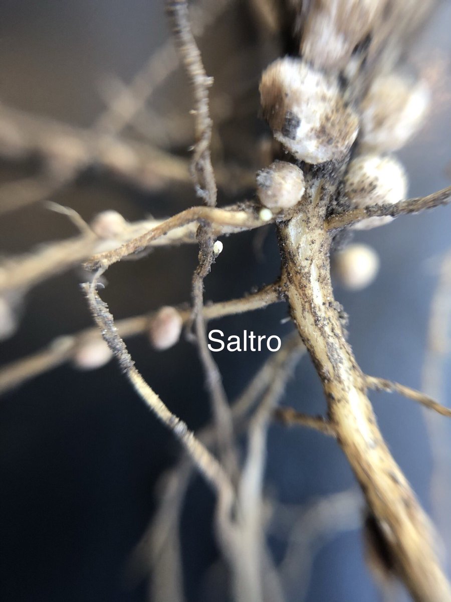 Jason Geis tweet media