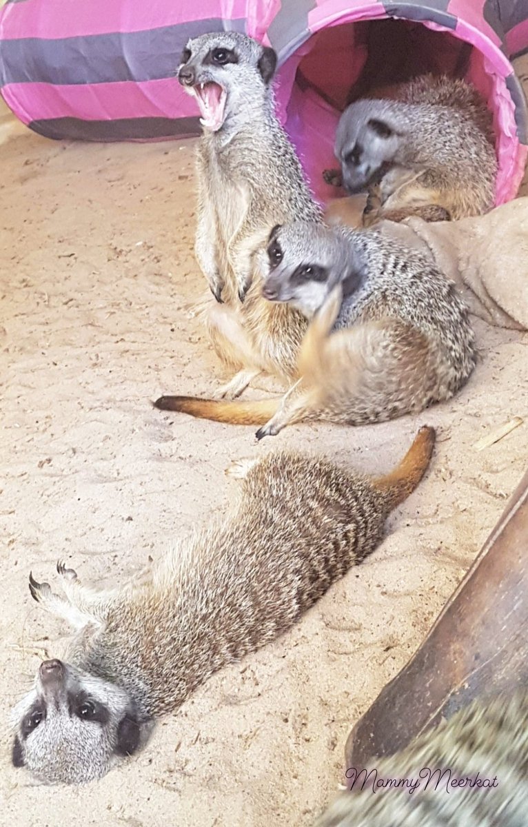 MammyMeerkat's tweet photo. That Friday feeling 😂

#MammyMeerkat #meerkats #mob #fridayfeels #HappyFriday https://t.co/kzp3yMcMQl