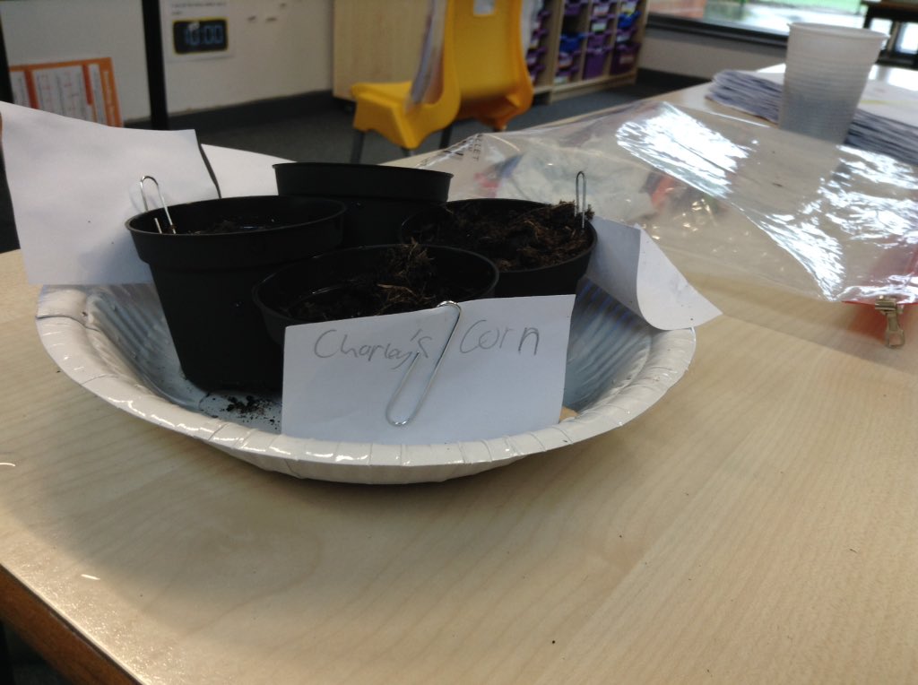 Today we planted some vegetables of our own. Can you guess what these seeds will grow into? We researched how to look after them and decided that we will have to re pot them soon into bigger containers