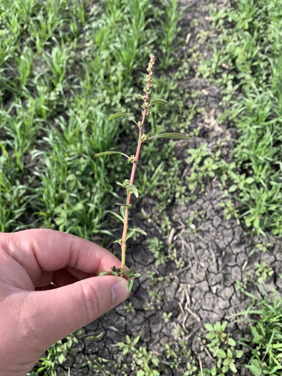 Waterhemp is flowering in Fargo roughly 3 weeks after emergence.