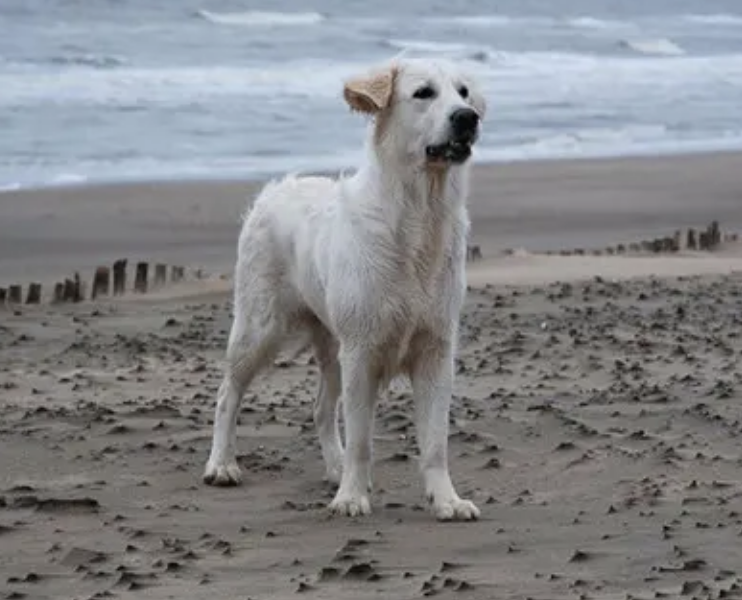 Almuoc's tweet image. Can canine body language talk back? ow.ly/r7Jf50A0pdU #dogbodylanguage #dogtraining