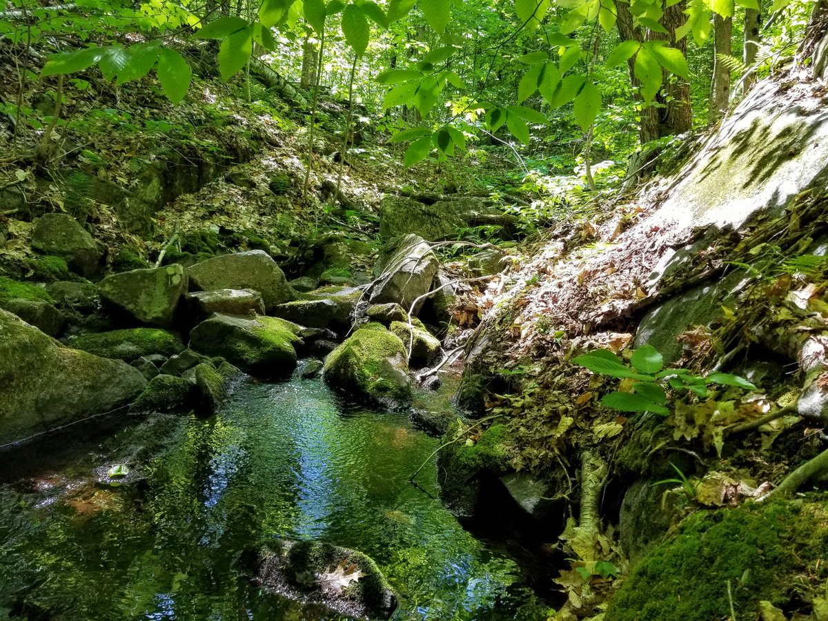 Forestwalk's tweet photo. "In every walk with nature one receives far more than s/he seeks." John Muir
 Happy Feel-Good-Friday Everyone! 
#forestwalker #woods #shinrinyoku #Woodlands_and_Water #forestphotography #NaturePhotography #insidemyphotographyworld #ittakesaforest #gratitude #Womeninwood https://t.co/pW3T0RMUWx