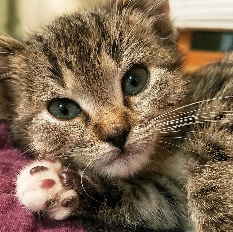 Teaching Animal-Related Disaster Preparedness in Arizona - American