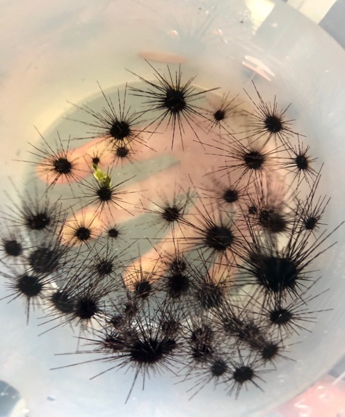 MyFWC's tweet photo. floridaaquarium: We successfully bred long-spined sea urchins! Two @UF  researchers bred this species who eat algae that can harm corals. 47 urchins were sent to @MyFWC to find the best way to outplant them onto Florida Reefs. #MissionIconicReefs https://t.co/Y8lICpXQeZ https://t.co/QXVbjXDv33