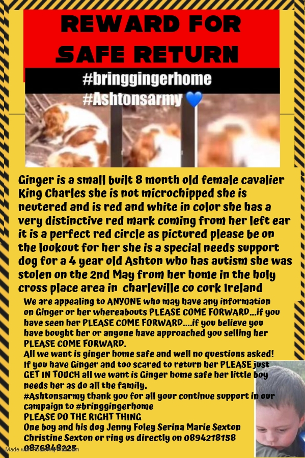 oneboyandhisdo1's tweet photo. https://t.co/NP22uiBnBS please share share share lets #bringgingerhome #Ashtonsarmy https://t.co/73CvLjM7LU