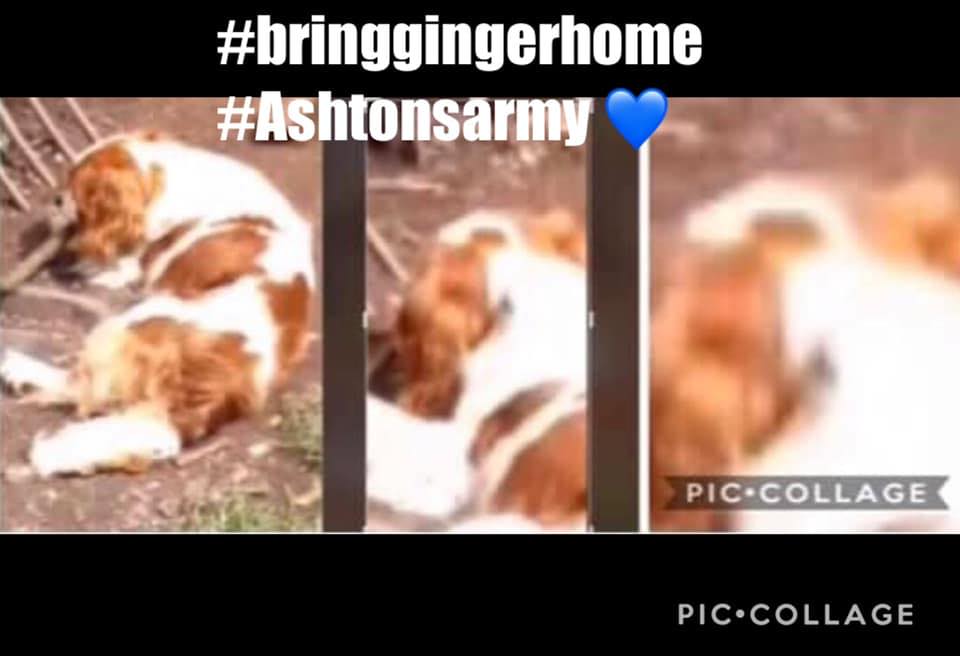oneboyandhisdo1's tweet photo. https://t.co/NP22uiBnBS please share share share lets #bringgingerhome #Ashtonsarmy https://t.co/73CvLjM7LU