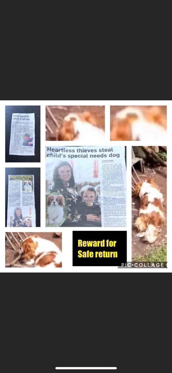 oneboyandhisdo1's tweet photo. https://t.co/NP22uiBnBS please share share share lets #bringgingerhome #Ashtonsarmy https://t.co/73CvLjM7LU