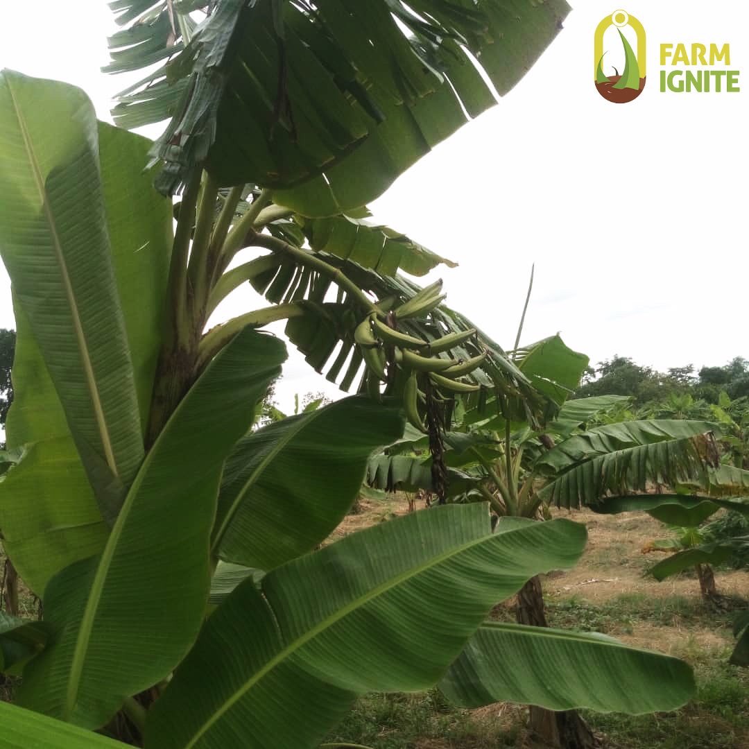 farmignite's tweet photo. Become a #plantain #farm owner today!
You can generate a minimum revenue of N600,000/acre yearly! Visit our website https://t.co/19pV16eNYP #investinagriculture #agriculture #digitalagriculture #farming #farmers #smartinvestment #farmowner https://t.co/T0G2Qnc3ok