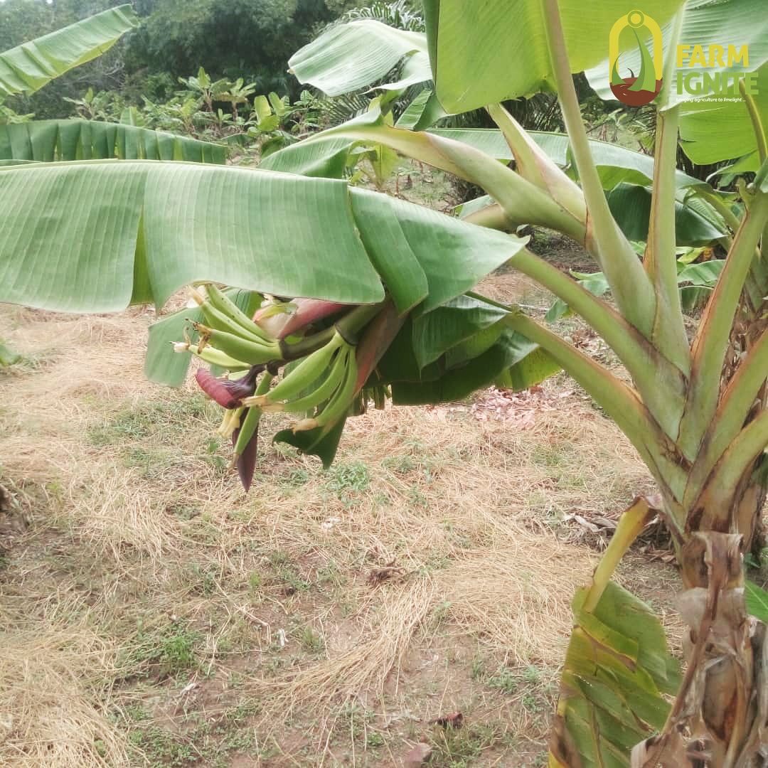 farmignite's tweet photo. Become a #plantain #farm owner today!
You can generate a minimum revenue of N600,000/acre yearly! Visit our website https://t.co/19pV16eNYP #investinagriculture #agriculture #digitalagriculture #farming #farmers #smartinvestment #farmowner https://t.co/T0G2Qnc3ok