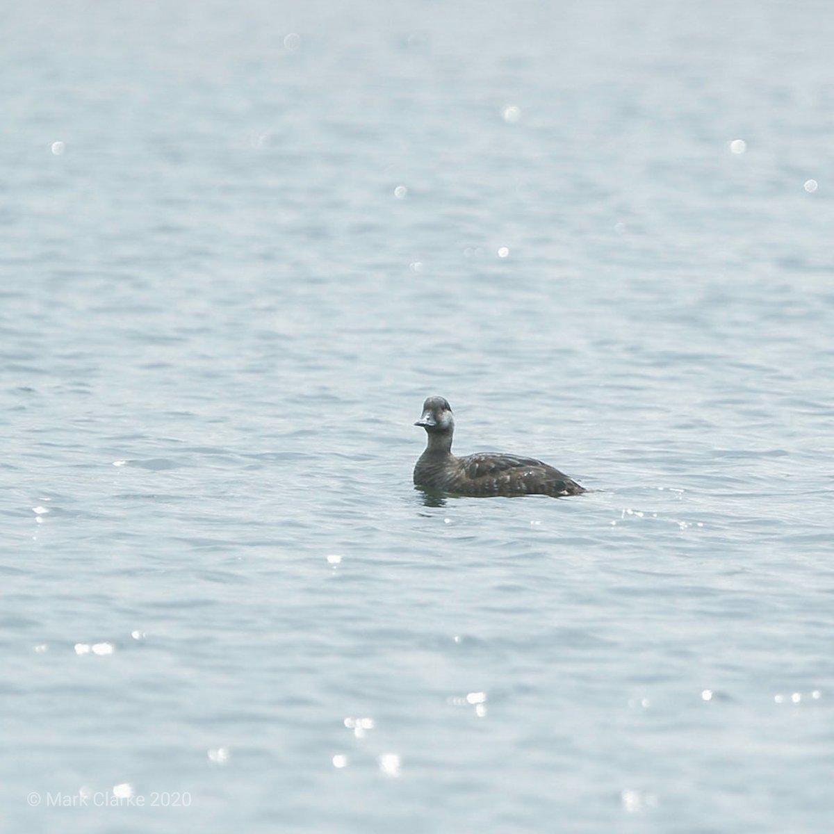 Common Scoter at Grimley this morning. @GrimleyBirding @WorcsBirding #30DaysWild