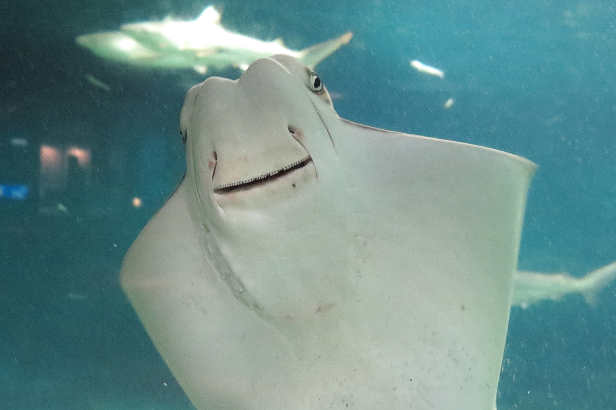 ウシバナトビエイ Twitter Search