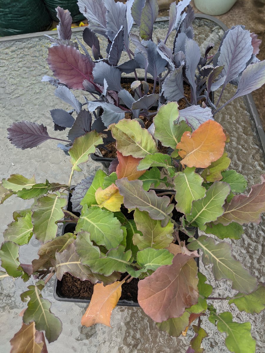 dansallotment's tweet photo. We've been to a local garden centre this afternoon, while her indoors was looking at flowers I got myself a couple of trays of cabbage plants. #GrowYourOwnFood https://t.co/K4g3rVbM6I