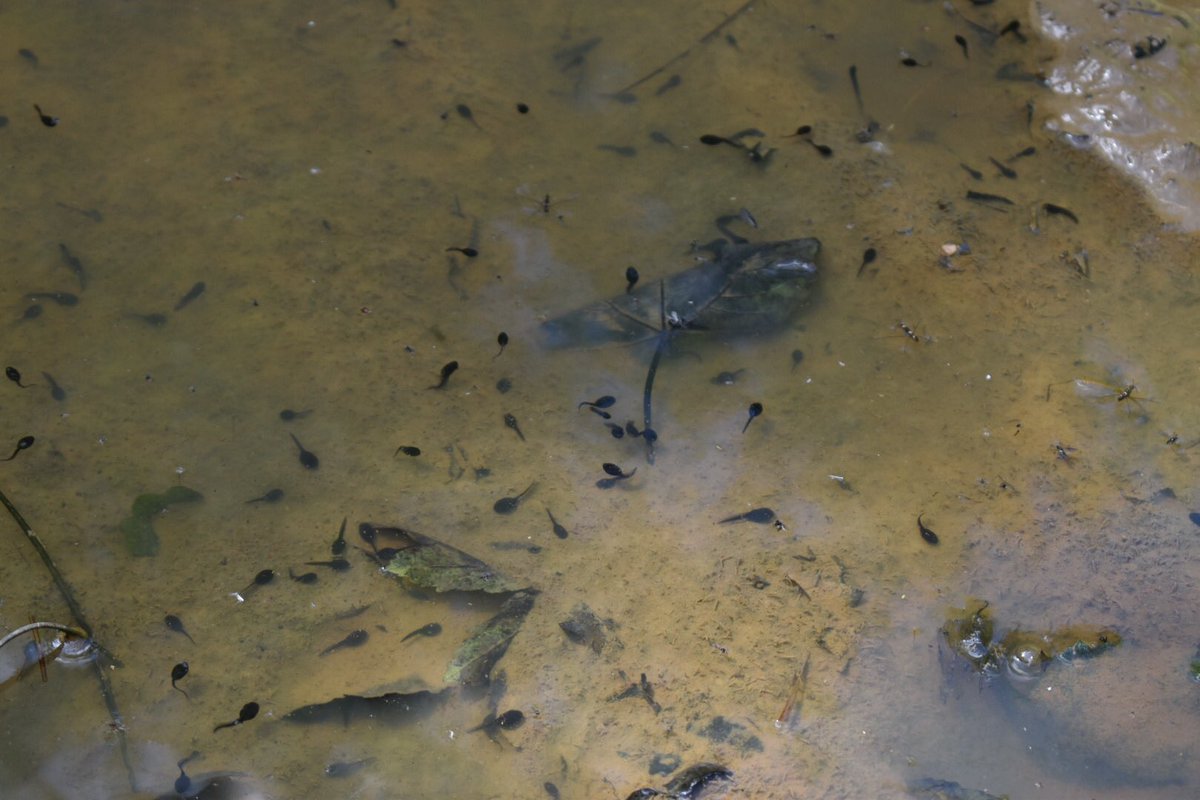 Eleonore36's tweet photo. @ShotleyBPrimary #ShotleyBridgeReception walk in the rain and tadpole sighting https://t.co/fxa8RbzJaG