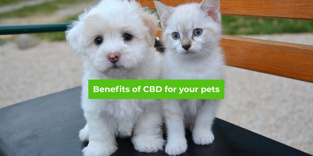 MMPconnection's tweet image. #cannabis #weed #marijuana Incredible benefits of #CBD oil for your pet Do you know the health benefits of CBD oil for your pet? It’s barely possible to browse the internet for more than five minutes without seeing something about CBD. mmpconnect.com/?p=71445 #cannabiscommunity