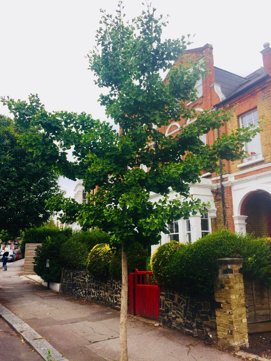 treetalkuk's tweet photo. Came across this Ginkgo tree today. Will try to capture it again in the autumn when the foliage turns yellow! #StreetspaceLDN
#wellbeing #discovery #TreeTalk #DailyExercise #TreesFromWindows https://t.co/2ngYn4myaR
