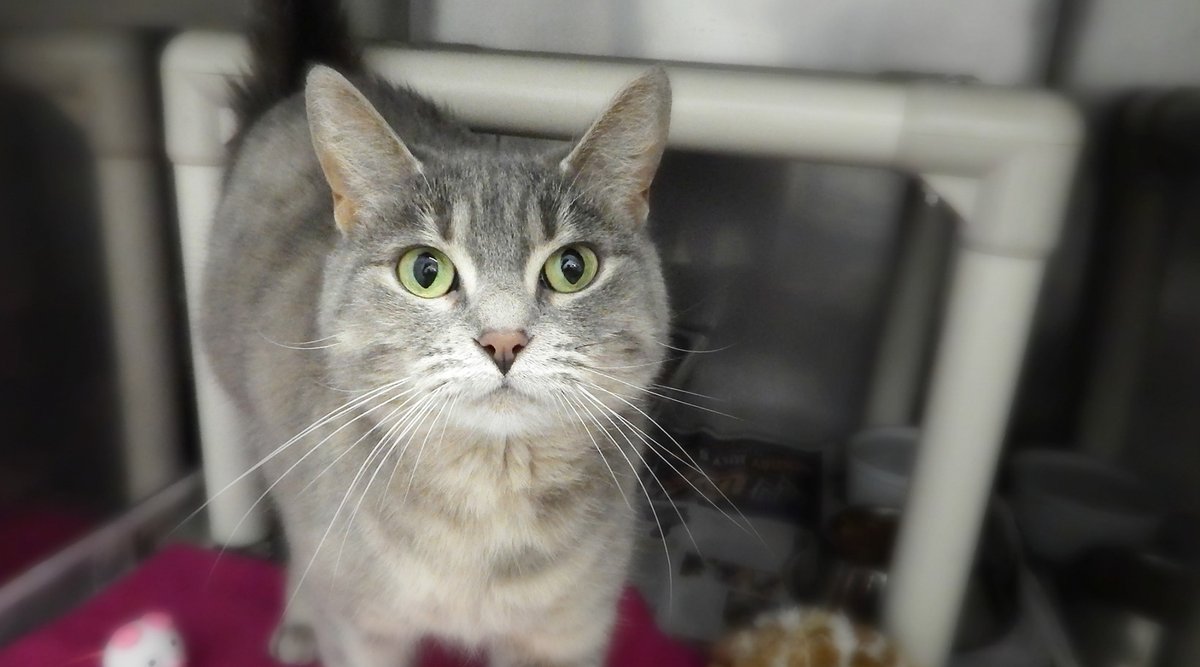 Getting Started With Adoption. Read more about The Process, The Policy and The Fees Associated. #adoptdontshop #adoptionprocess #ygk bit.ly/2p357Wc