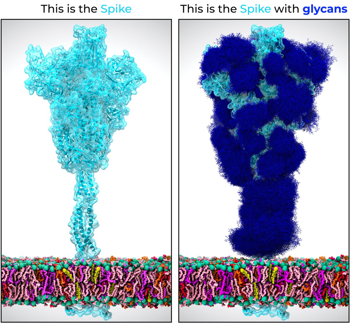 RommieAmaro's tweet photo. Oh, and also...

#glycotime #gotglycans? #COVID19 #SARSCoV2 https://t.co/9HoOOPf4jR