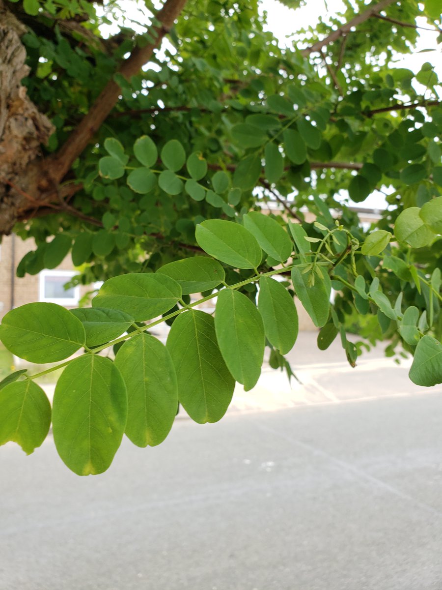 SaveOurStreetTrees tweet media