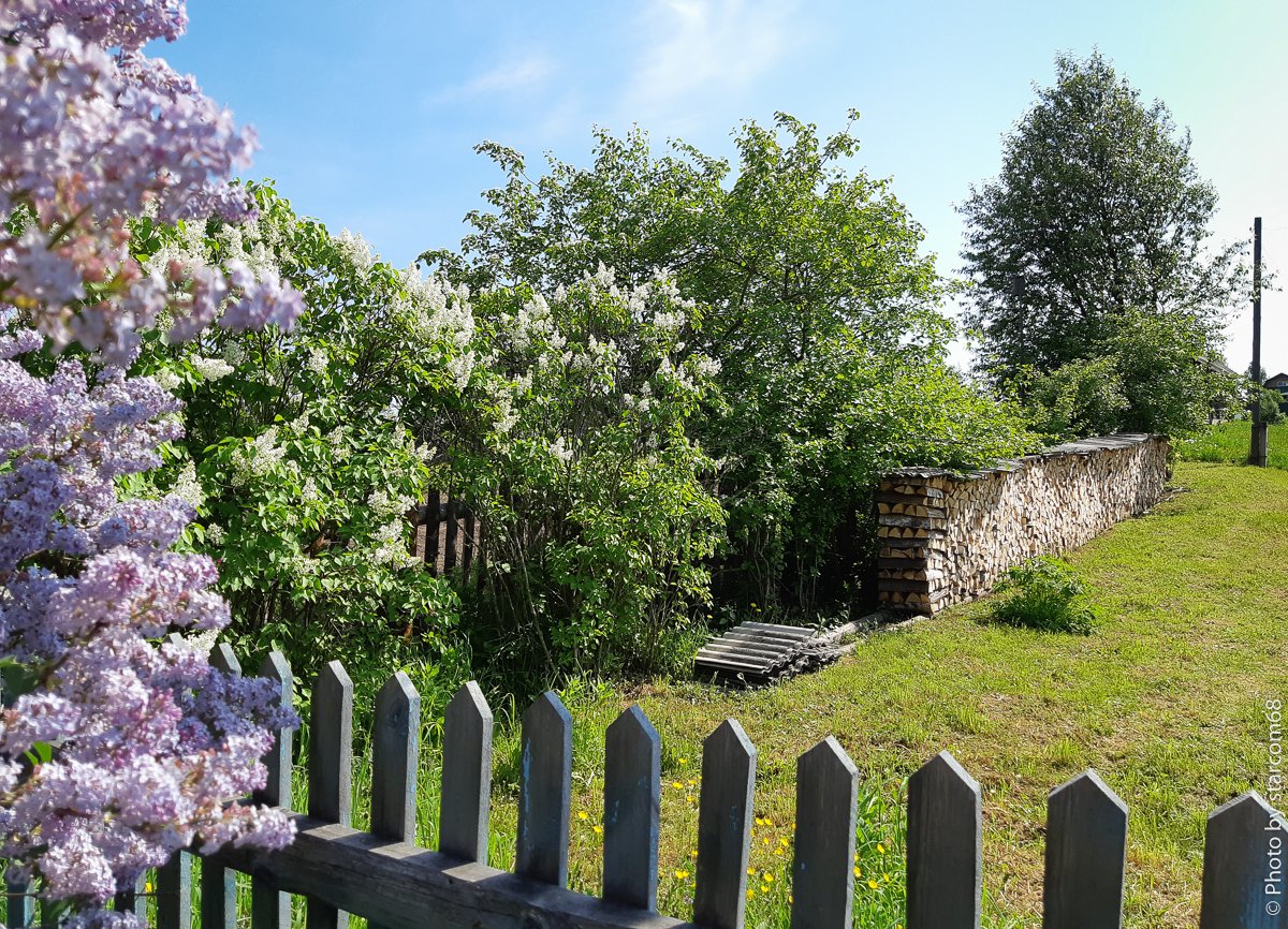 starcom68's tweet image. Lilac in the village. Цветет сирень. Осинское Прикамье.
Report: zen.yandex.ru/media/starcom6…

#lilac #village #permkrai #summer #сирень #деревня #природа #лето