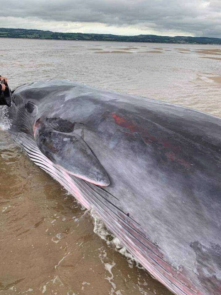 rhylcoastguard's tweet photo. British Divers Marine Life Rescue have this afternoon been successful with the rescue of a 13.5m long fin whale that live stranded to the east of our area in the River Dee Estuary off Greenfield / Thurstaston

Photo: Graham Barber

For more info: https://t.co/gZYfM1iBF1 https://t.co/SMQkJL7Upt