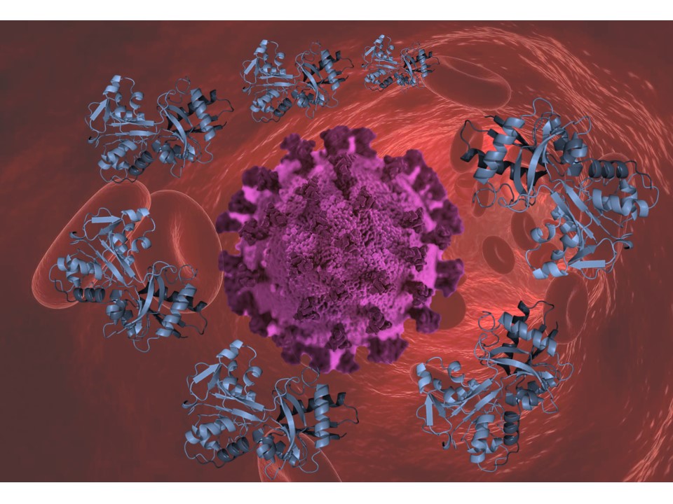 Serum iron may be useful biomarker to identify COVID-19 disease severity: new collaborative study from <a href="/RDMOxford/">RDM Oxford</a> <a href="/MRC_WIMM/">MRC WIMM</a> <a href="/OxfordBRC/">NIHR Oxford Biomedical Research Centre</a> <a href="/OxfordMedSci/">Medical Sciences</a> researchers, including <a href="/DocAShah/">Akshay Shah</a> @OUH_CritCare rdm.ox.ac.uk/news/serum-iro…